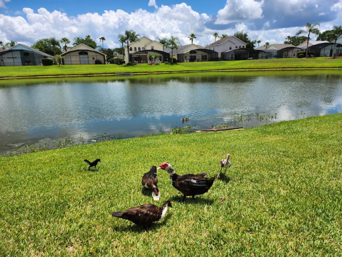 Fully Renovated, Quiet, Spacious Disney Themed Pool Home With Office Kissimmee Buitenkant foto